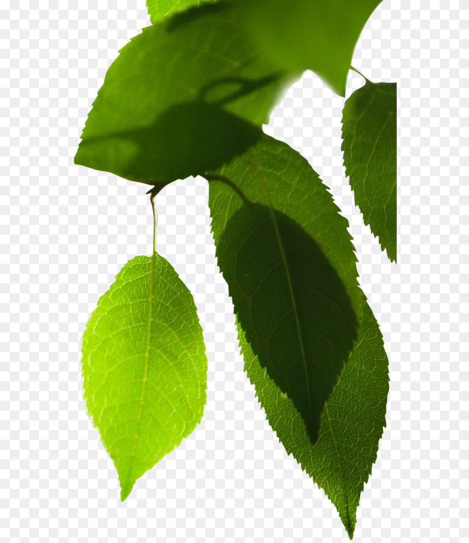 Em Qualquer Loja Mil Folhas Vita Folha De Jambu, Leaf, Plant, Food, Fruit Png Image