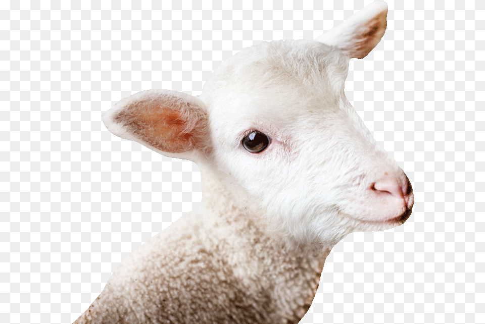 Email Background Sheep, Livestock, Animal, Mammal Free Png