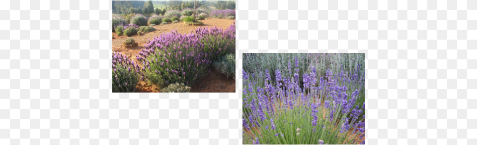 Email Us Today English Lavender, Flower, Plant, Vegetation Png Image