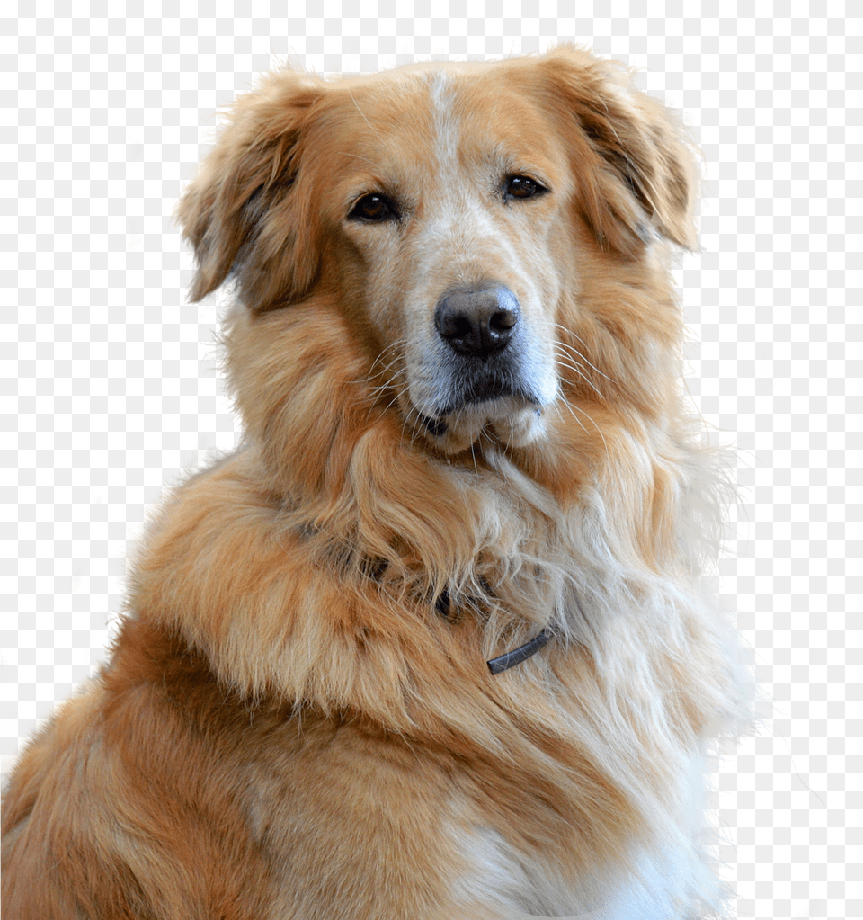 Embark Guide To Golden Retrievers Free Transparent Png