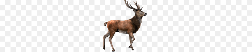 Ember Moon Image, Animal, Antelope, Deer, Elk Free Transparent Png