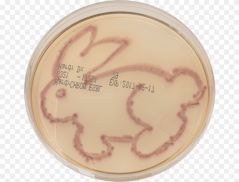 Embroidery, Plate, Face, Head, Person Png Image