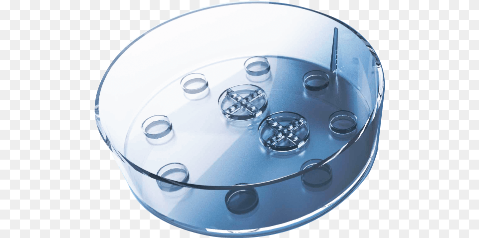 Embryo Corral Dish, Furniture, Table, Disk, Bowl Free Transparent Png