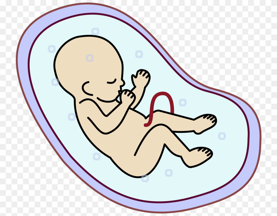 Embryo Fetus Uterus Stem Cell Infant, Baby, Person, Face, Head Free Transparent Png