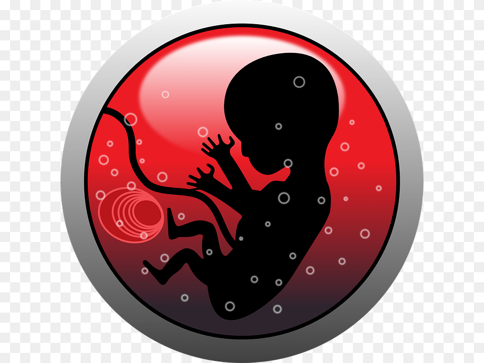 Embryo Human Infant Pregnancy Silhouette Viviparity Meaning In Hindi Free Png Download