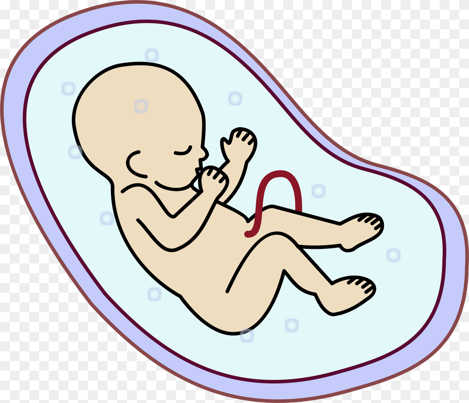 Embryonic Clipart Embryonic Clip Art Images, Baby, Person, Face, Head Free Png Download