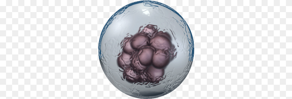 Embryonic Stem Cells, Sphere, Ball, Football, Soccer Free Png