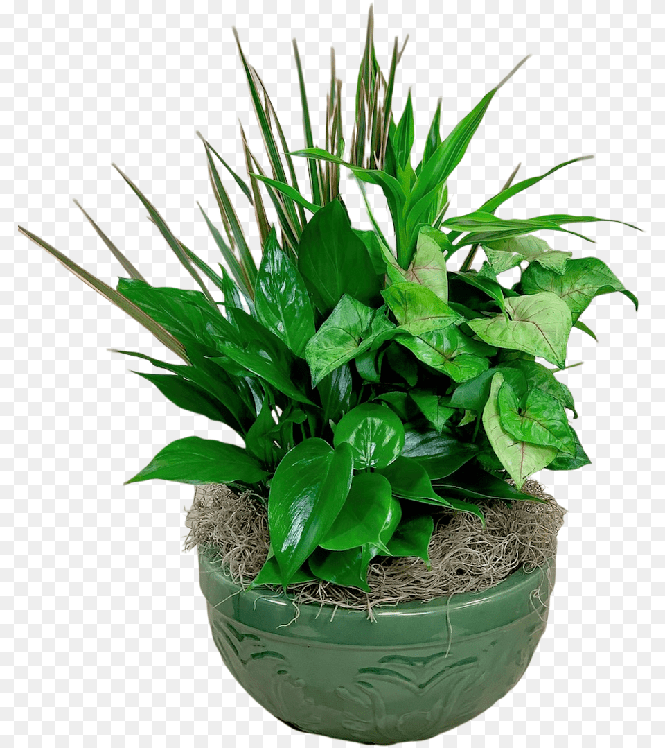 Emerald Dish Garden Houseplant, Flower, Leaf, Plant, Potted Plant Free Png Download