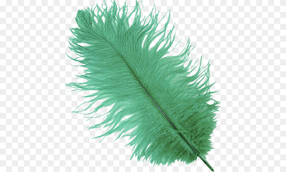 Emerald Ostrich Feather Plume Ostrich Feather, Leaf, Plant, Accessories, Fern Png Image
