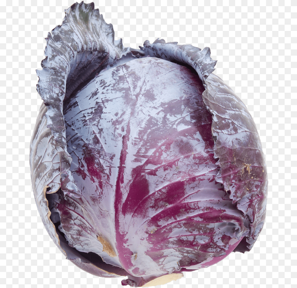 Emily Rose Shaw Red Cabbage, Vegetable, Produce, Plant, Food Free Transparent Png