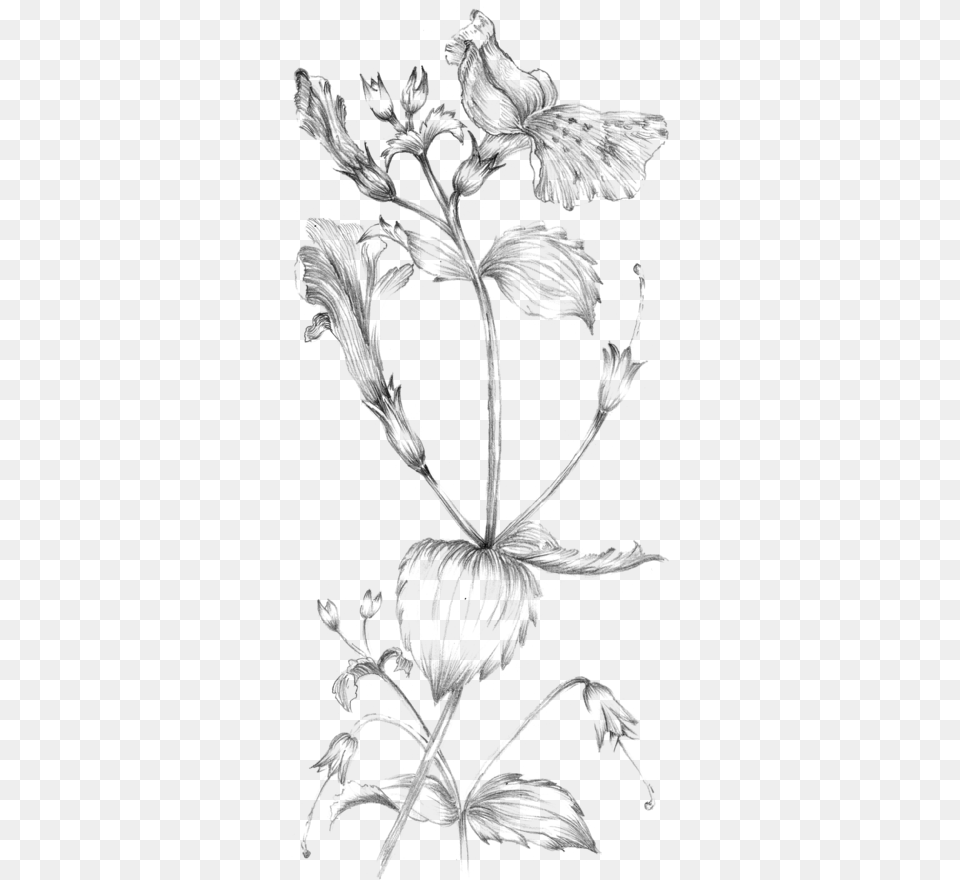 Emma Watson Plant Sketches, Gray Free Png