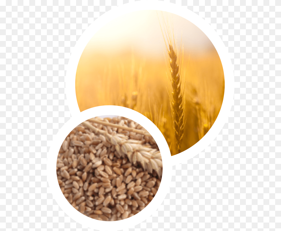 Emmer, Food, Grain, Produce, Wheat Free Png
