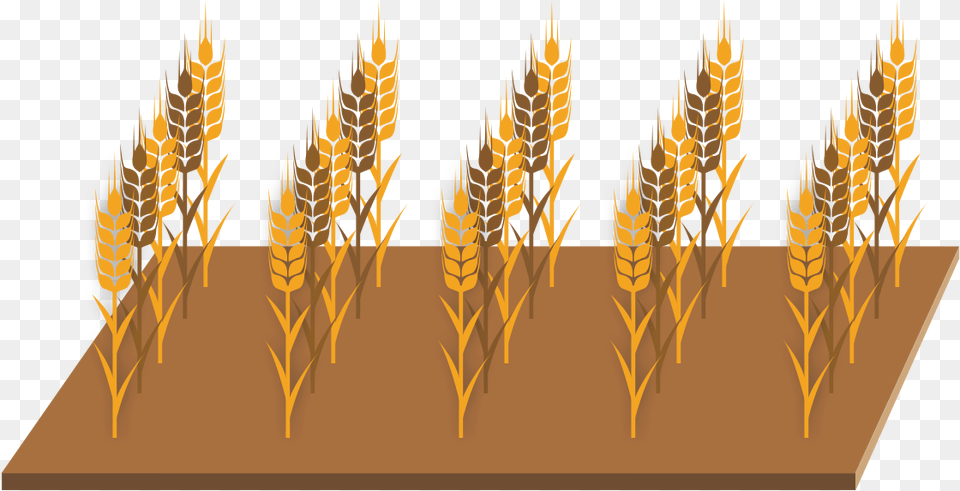 Emmer, Food, Grain, Produce, Wheat Free Png