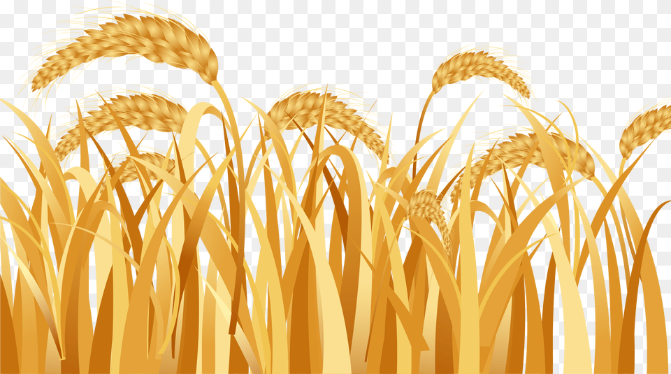 Emmer Ear Rice Wheat Field Vector, Food, Grain, Produce Free Png