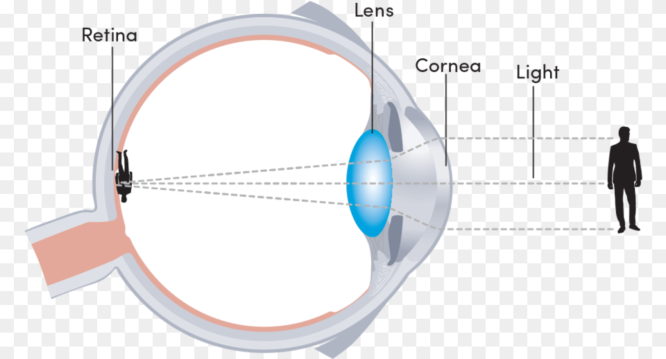 Emmetropia Of The Eye Circle, Ct Scan, Bow, Person, Weapon Free Transparent Png