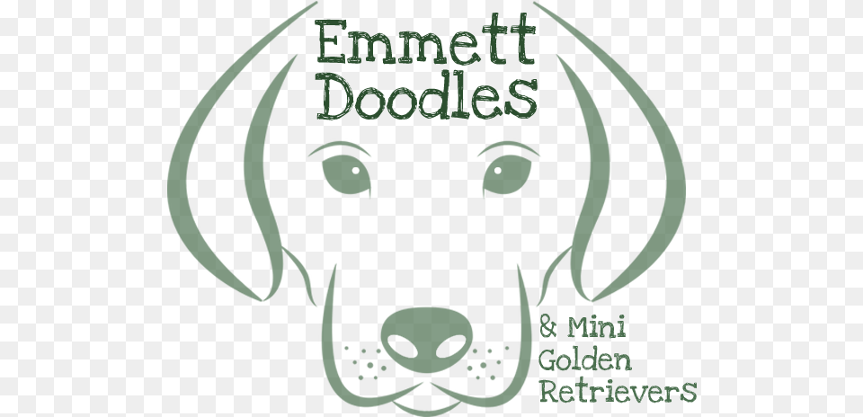 Emmett Goldendoodles And Mini Golden Retrievers English Foxhound, Person, Animal, Canine, Mammal Free Png