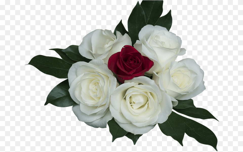 Emocin Rosas Rosa Blanco Ramo Amor Rosa Branca Em, Flower, Flower Arrangement, Flower Bouquet, Plant Free Transparent Png