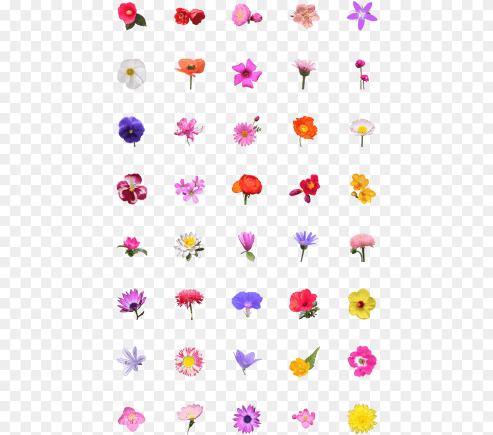 Emoji, Anemone, Flower, Petal, Plant Free Transparent Png