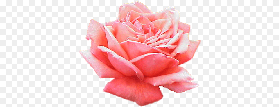Emoji Edit Tumblr Overlay Freetoedit Rosa, Flower, Petal, Plant, Rose Free Png Download