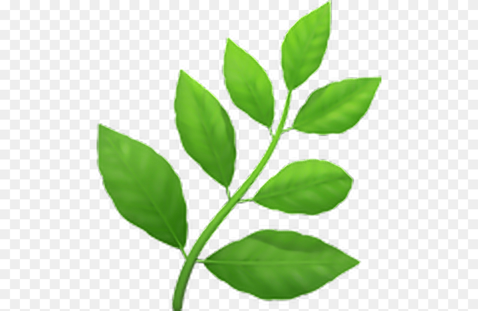 Emoji Emojisticker Plant Herb Emoji Transparent, Leaf, Herbal, Herbs Png Image