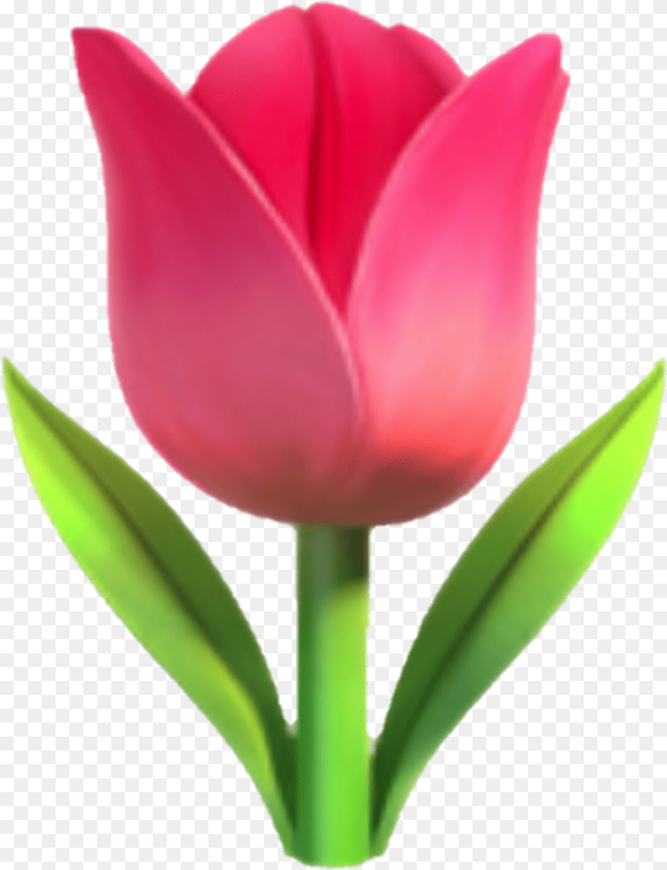 Emoji Fleur Flower Flora Rose Tulip Tulip Emoji, Plant, Petal Png