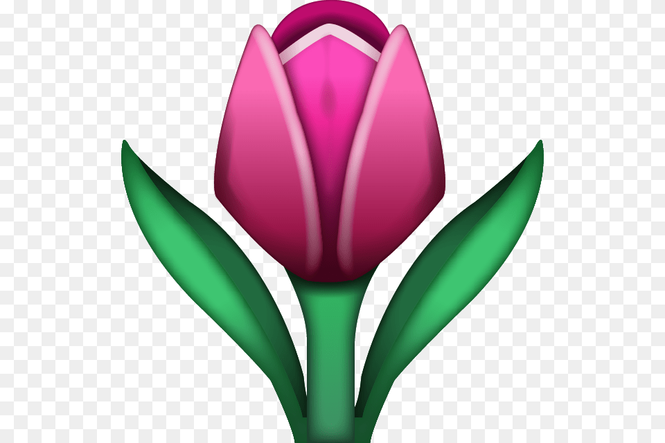 Emoji Flower 5 Pink Tulip Emoji Apple, Plant Free Png
