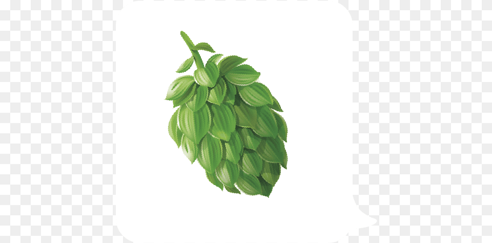 Emoji Lupulo, Herbal, Herbs, Leaf, Mint Png