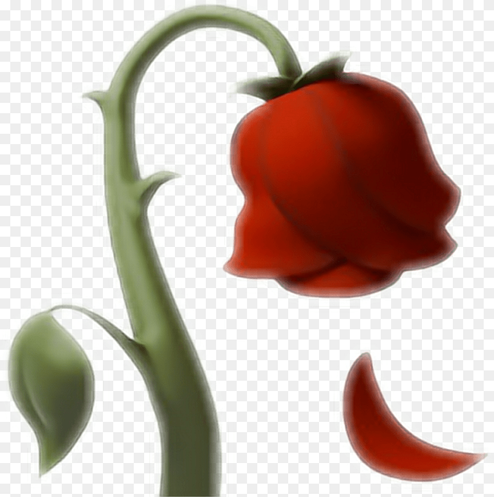 Emoji Rose Rosa Ios10 Whatsapp Red Love Flower Dying Rose Emoji, Petal, Plant, Baby, Person Png