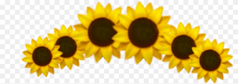 Emoji Sunflower Crown Sticker Aesthetic Sunflower Crown, Flower, Plant Free Png