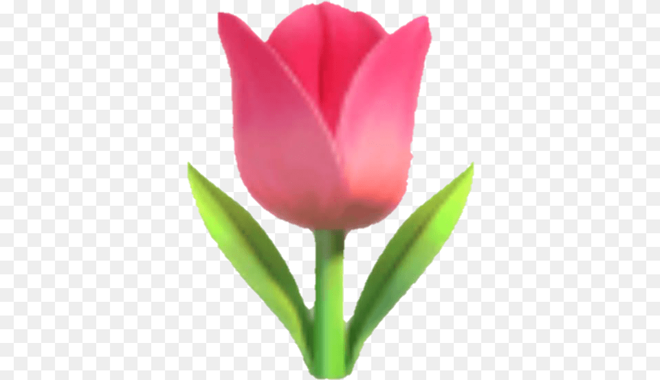 Emoji Tulip Flower Pink Pinkflower Tulip Emoji, Petal, Plant Free Transparent Png
