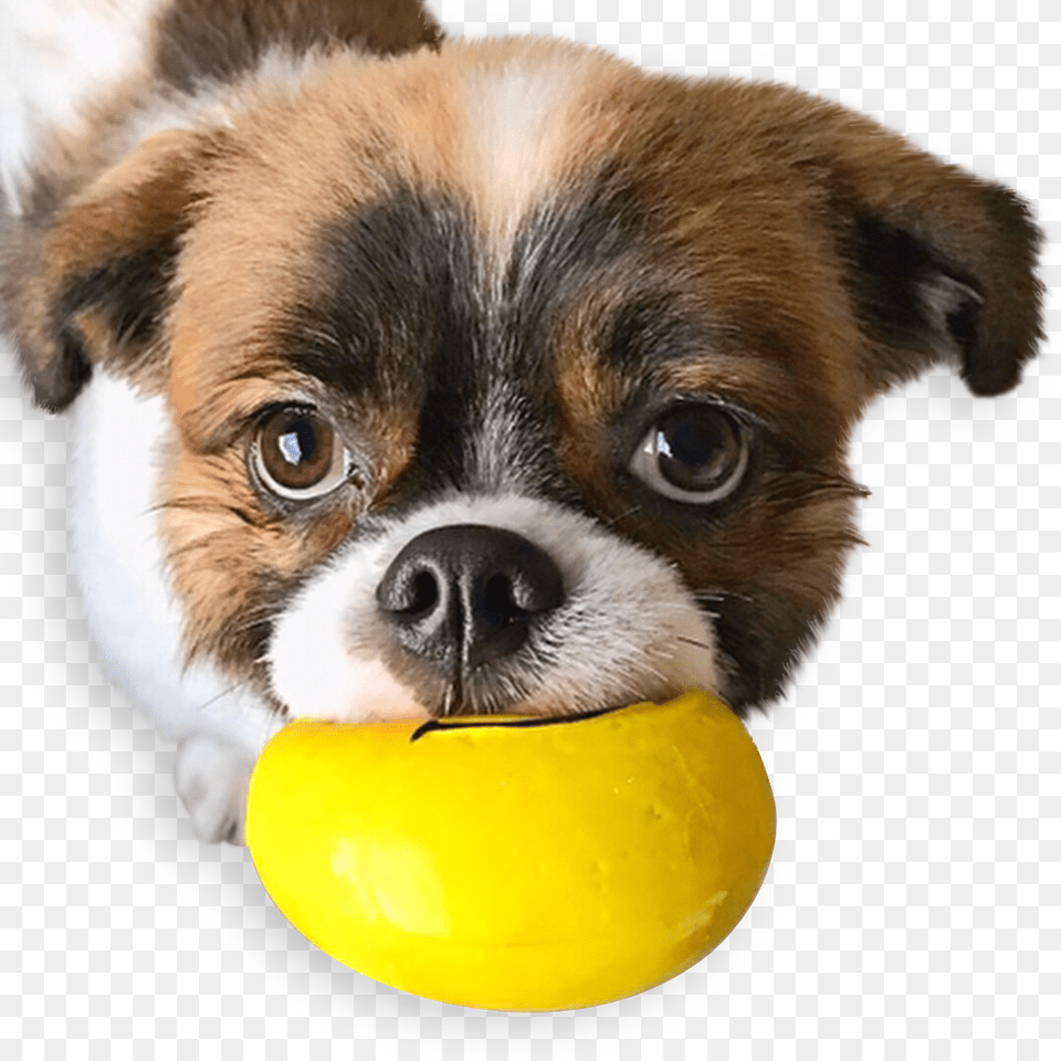 Emojis Squeaky Latex Dog Toy Companion Dog, Animal, Canine, Mammal, Pet Png