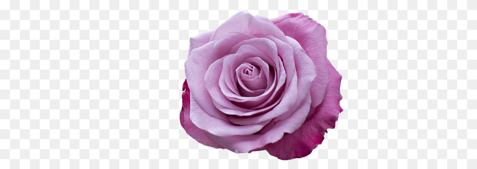 Emotion Flower, Plant, Rose Free Png