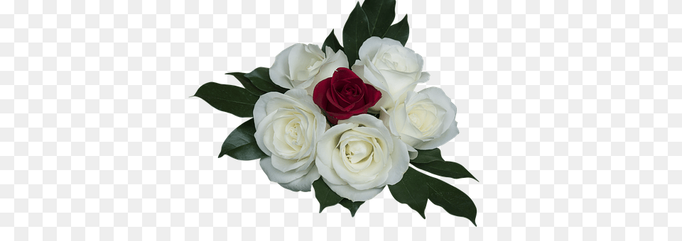 Emotion Flower, Flower Arrangement, Flower Bouquet, Plant Free Transparent Png