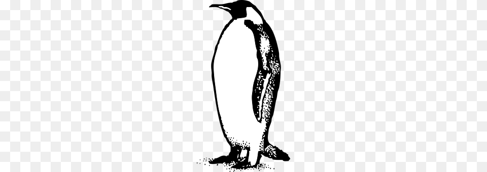 Emperor Animal, Bird, Penguin, King Penguin Free Png Download