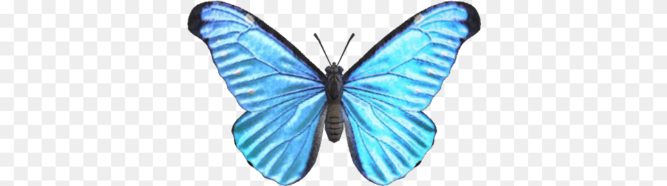 Emperor Butterfly Nookipedia The Animal Crossing Wiki Animal Crossing Butterfly, Insect, Invertebrate, Person, Moth Png Image