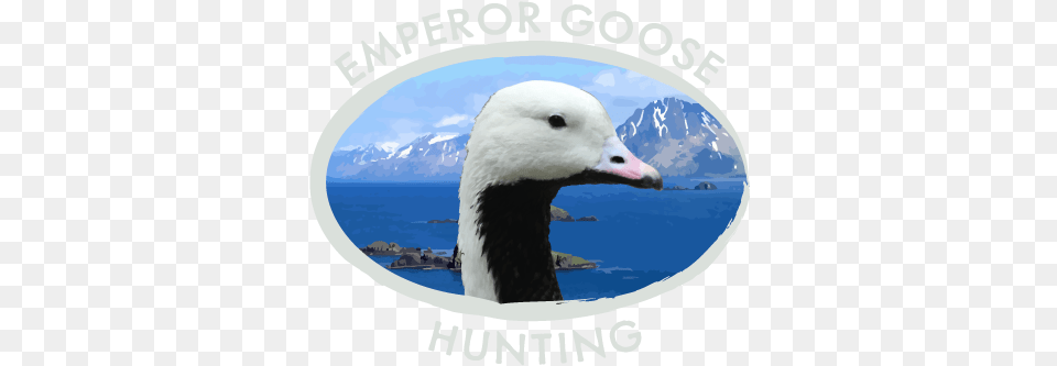 Emperor Goose Hunting Logo Snow Goose, Animal, Bird, Waterfowl, Bear Png