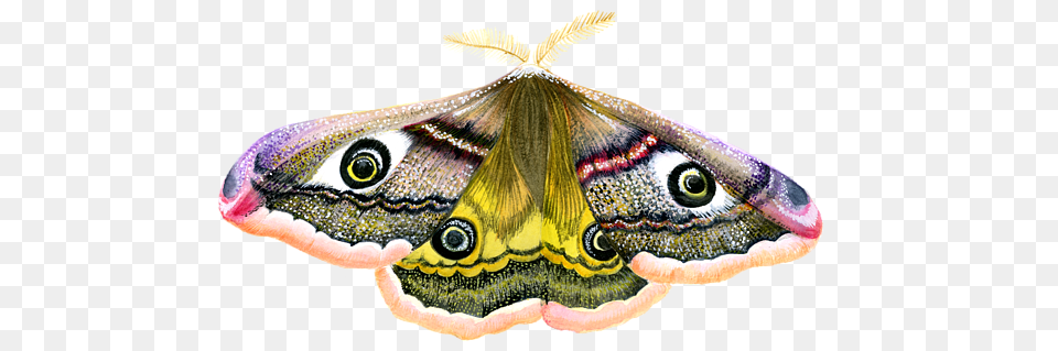 Emperor Hawk Moth Greeting Card White Emperor Moth Background Transparent, Animal, Butterfly, Insect, Invertebrate Free Png