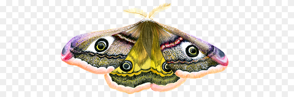 Emperor Moth, Animal, Butterfly, Insect, Invertebrate Free Transparent Png