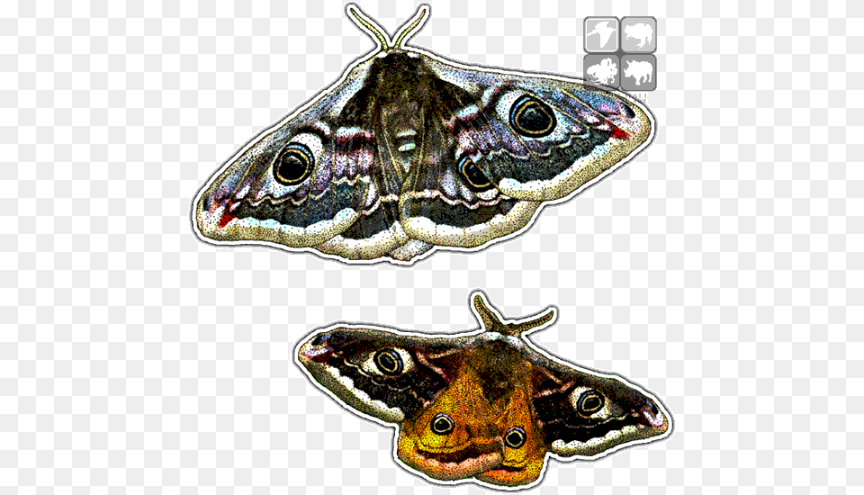 Emperor Moths Art Decal Brush Footed Butterfly, Animal, Insect, Invertebrate, Moth Free Transparent Png