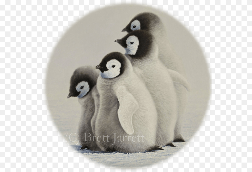 Emperor Penguin, Animal, Bird Free Png Download