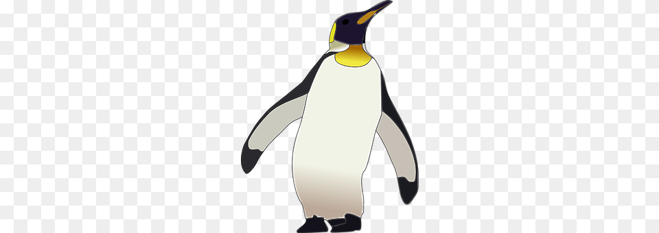 Emperor Penguin Animal, Bird, King Penguin, Person Free Png Download