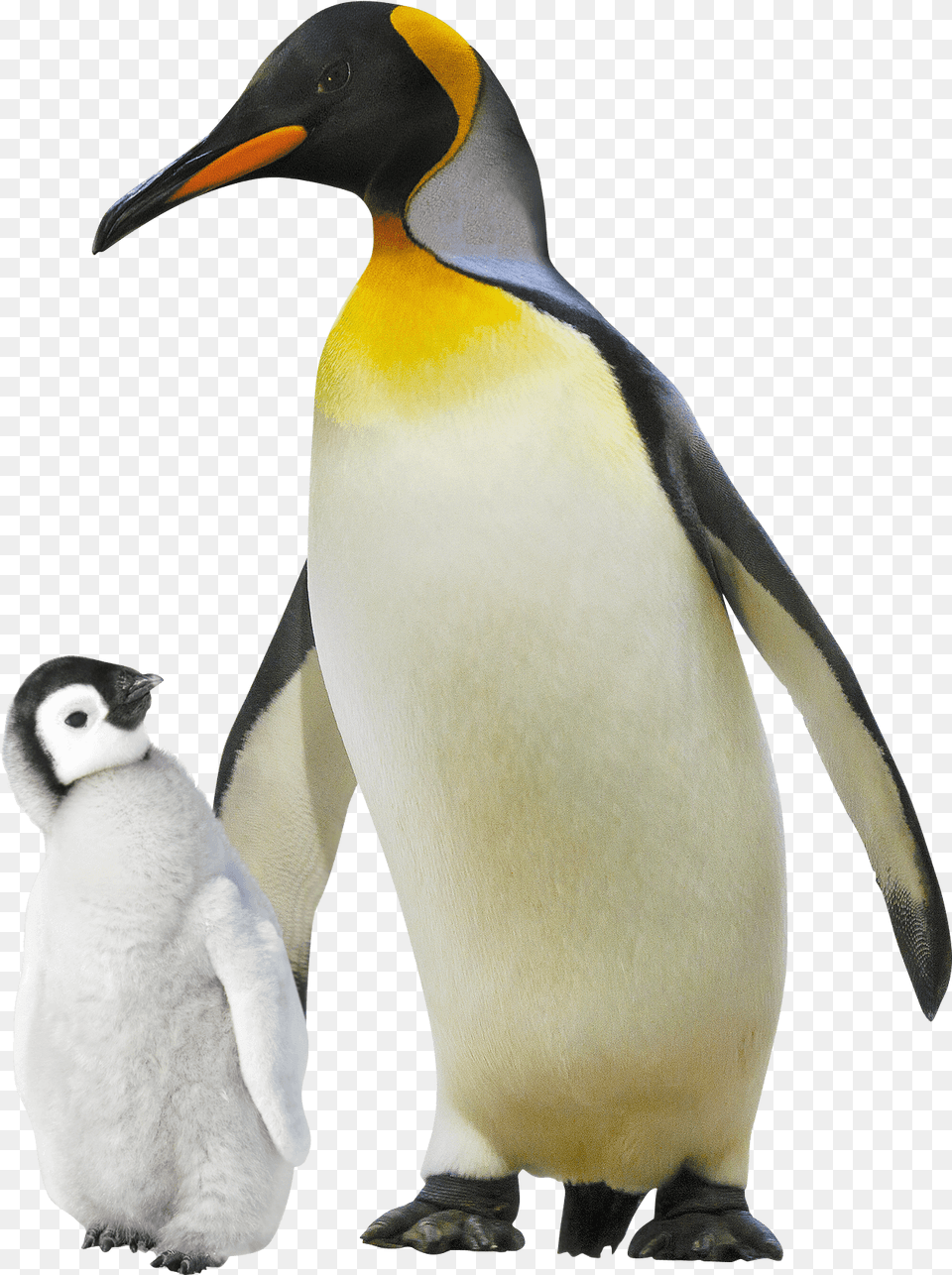 Emperor Penguin, Animal, Bird, King Penguin Png