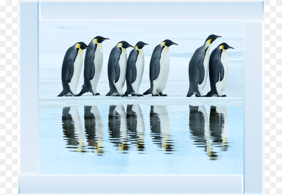 Emperor Penguin, Animal, Bird, King Penguin Png Image