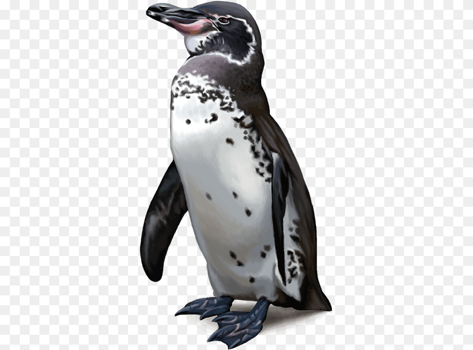 Emperor Penguin, Animal, Bird Free Transparent Png