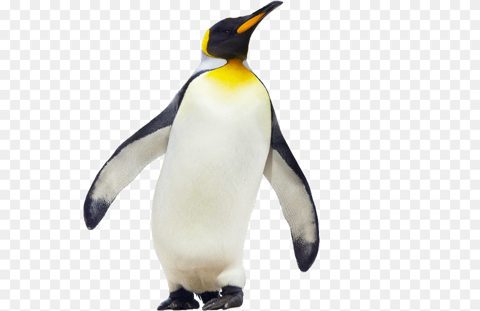 Emperor Penguin Antarctica Stock Photography Gentoo Penguin, Animal, Bird, King Penguin Free Png Download