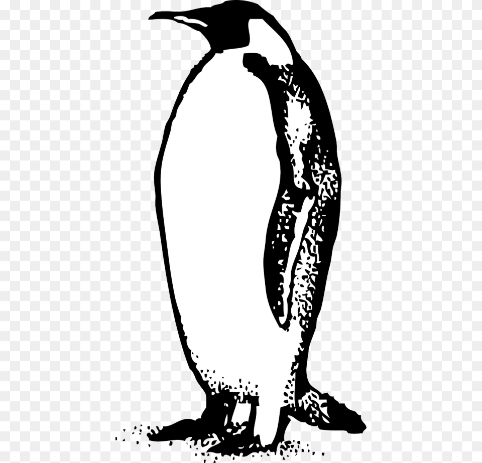 Emperor Penguin Bird Photo, Animal, Adult, Wedding, Person Free Transparent Png