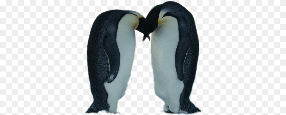 Emperor Penguin Bowing, Animal, Beak, Bird, King Penguin Png