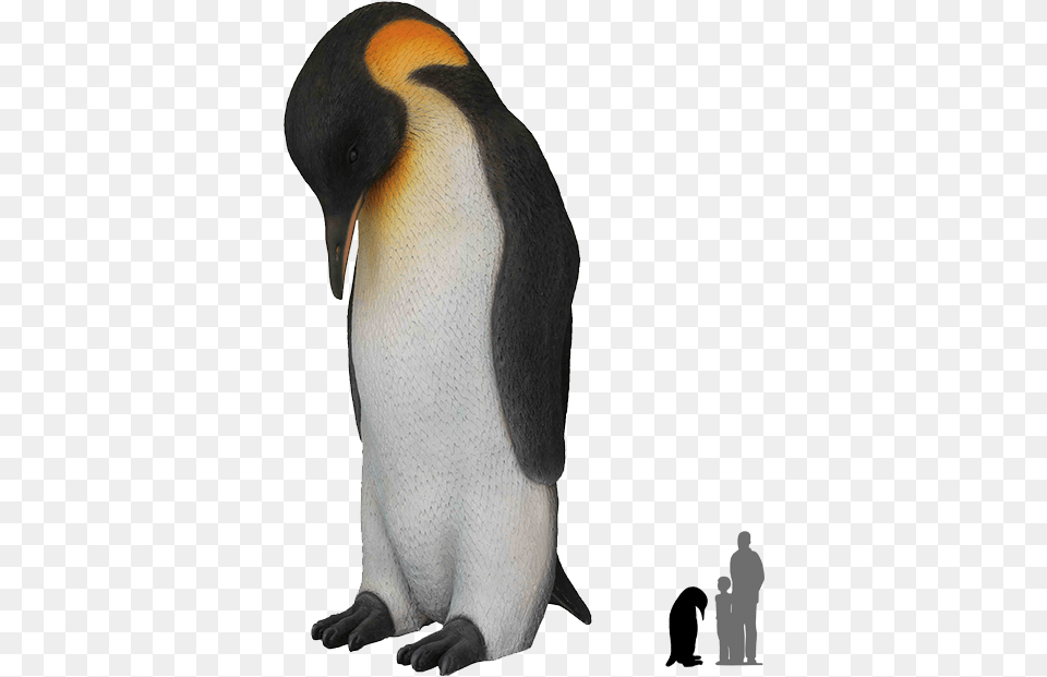 Emperor Penguin Clear Backgrounds, Animal, Bird, King Penguin Png Image