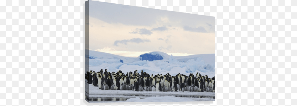 Emperor Penguin Rookery Snow Hill Island Antarctica Supplier Generic Emperor Penguin Aptenodytes Forsteri, Animal, Bird Free Transparent Png