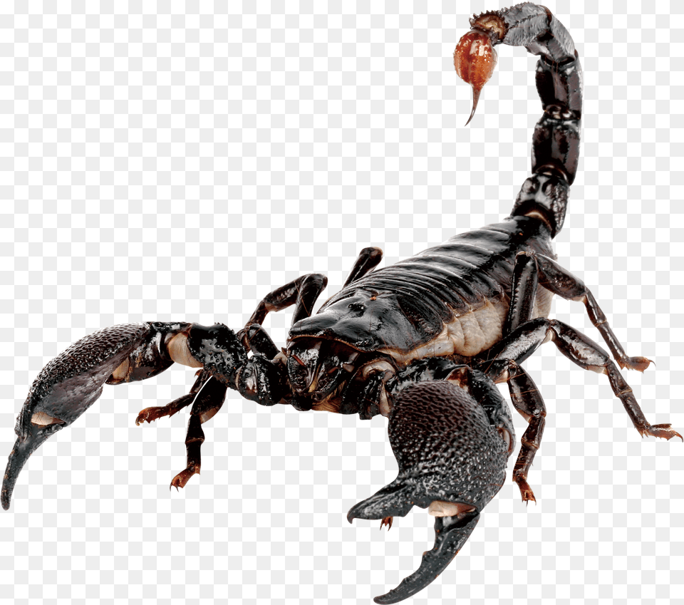 Emperor Scorpion Scorpion Sting House Scorpion, Animal, Invertebrate, Insect Free Png Download